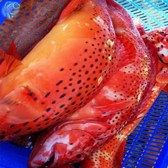 CÁ MÚ ĐỎ