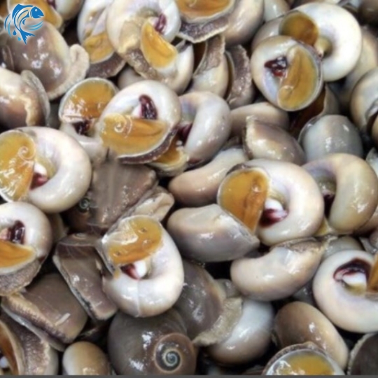 ỐC MỠ THIÊN NHIÊN SIZE TRUNG