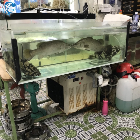 CÁ CHẼM BIỂN